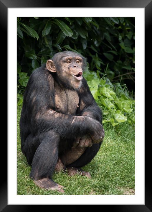 Chimpanzee                     Framed Mounted Print by chris smith