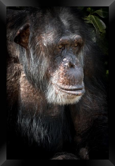 Chimpanzee  Framed Print by chris smith