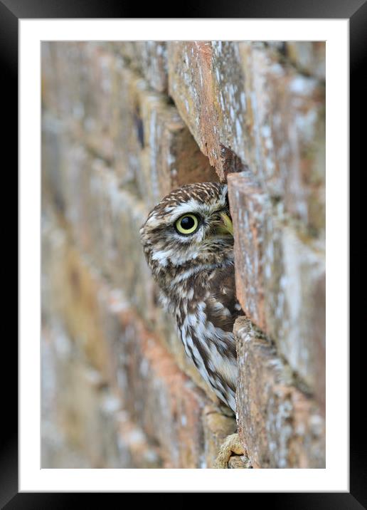 Little Owl  Framed Mounted Print by chris smith