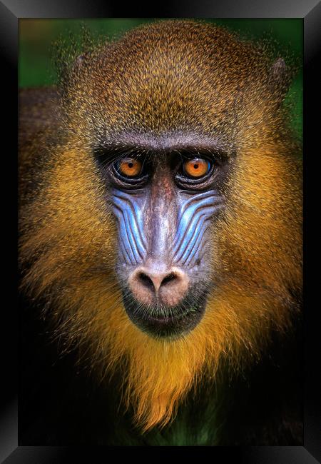 Mandrill (Mandrillus sphinx)               Framed Print by chris smith