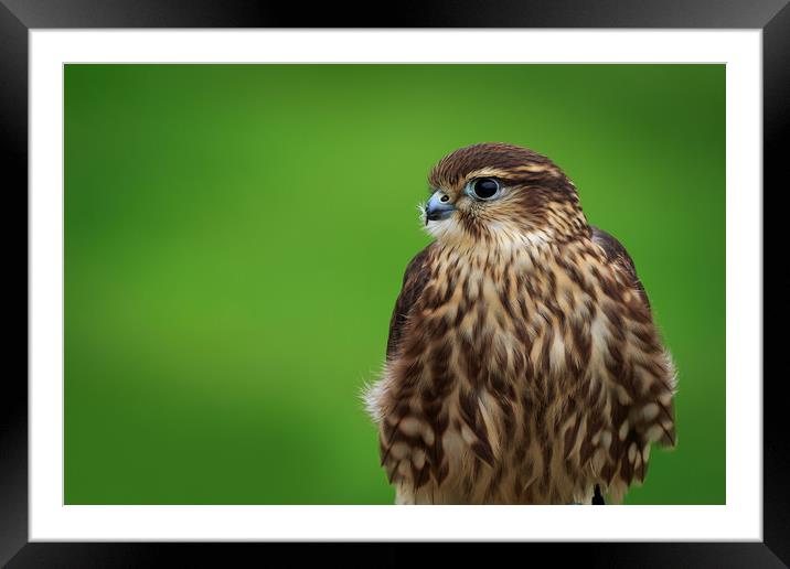 Merlin (Falco columbarius)       Framed Mounted Print by chris smith