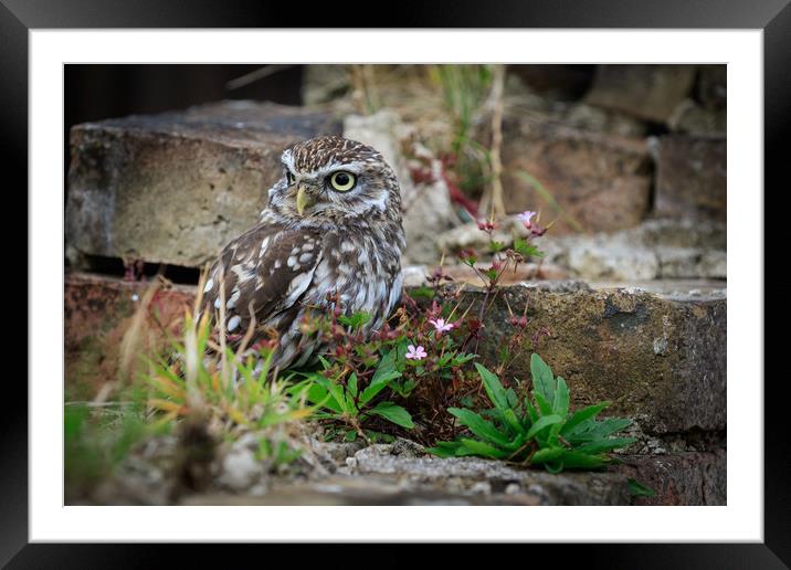 Little Owl.  Framed Mounted Print by chris smith