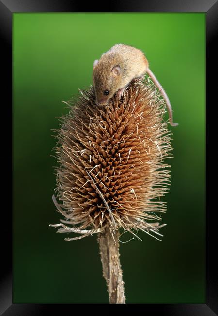 Harvest mouse  Framed Print by chris smith