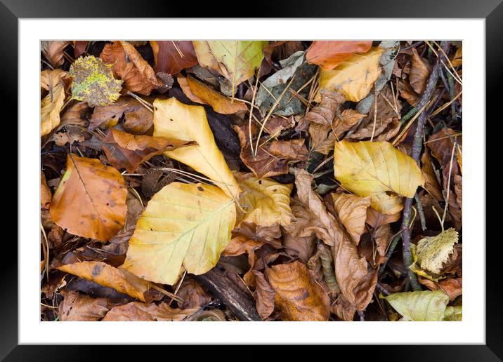 Leaves   Framed Mounted Print by chris smith