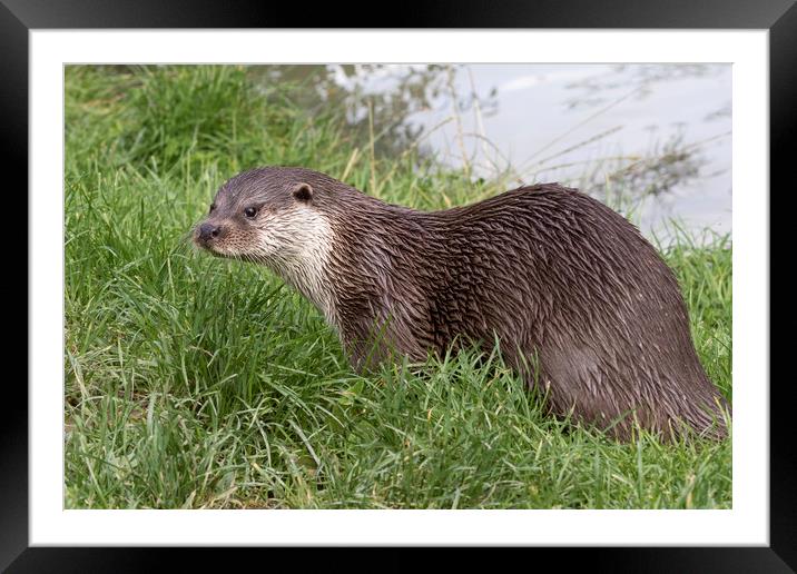 Otter (Lutra lutra)    Framed Mounted Print by chris smith