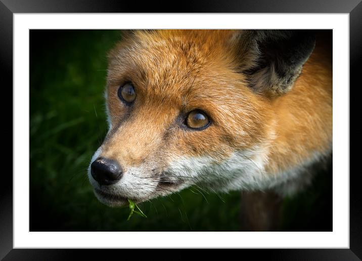 Red Fox (Vulpes vulpes)  Framed Mounted Print by chris smith