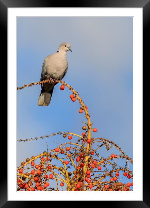 Collard Dove (Streptopelia decaocta)  Framed Mounted Print by chris smith