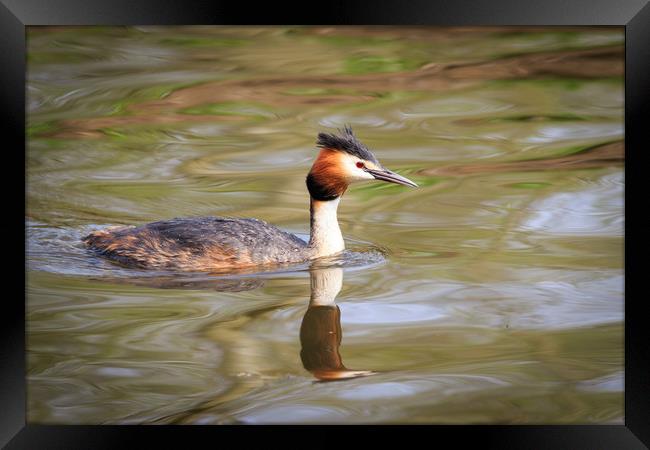 Great crested grebe   Framed Print by chris smith