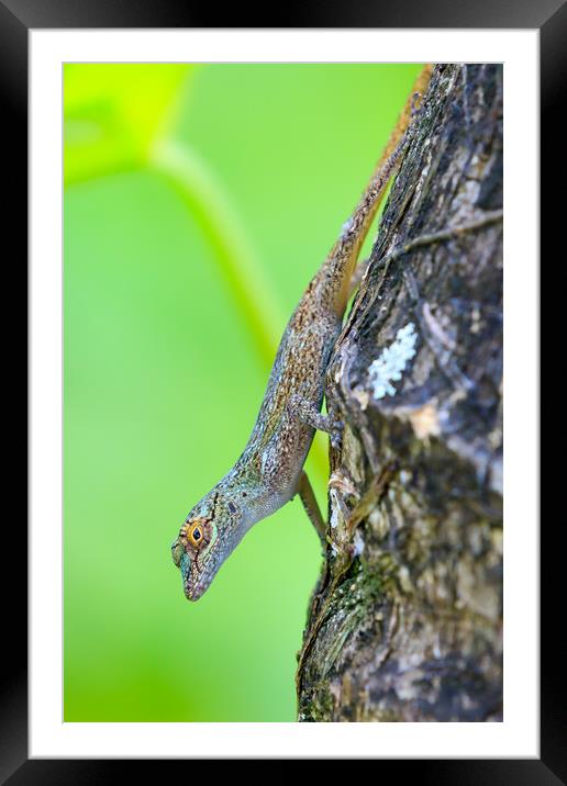 Gecko  Framed Mounted Print by chris smith