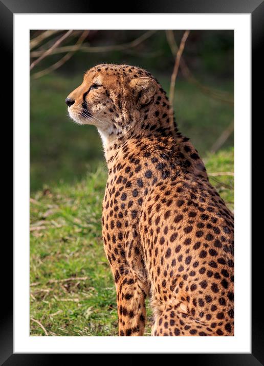 Cheetah  Framed Mounted Print by chris smith