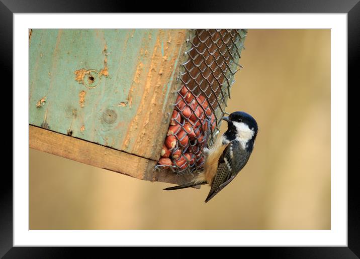 Coal Tit (Periparus ater)  Framed Mounted Print by chris smith