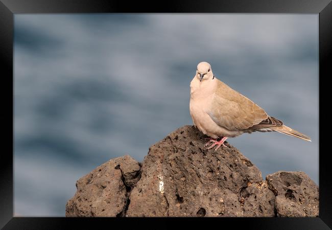 Collared Dove (Streptopelia decaocto) Framed Print by chris smith