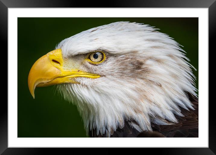 Bald eagle  Framed Mounted Print by chris smith