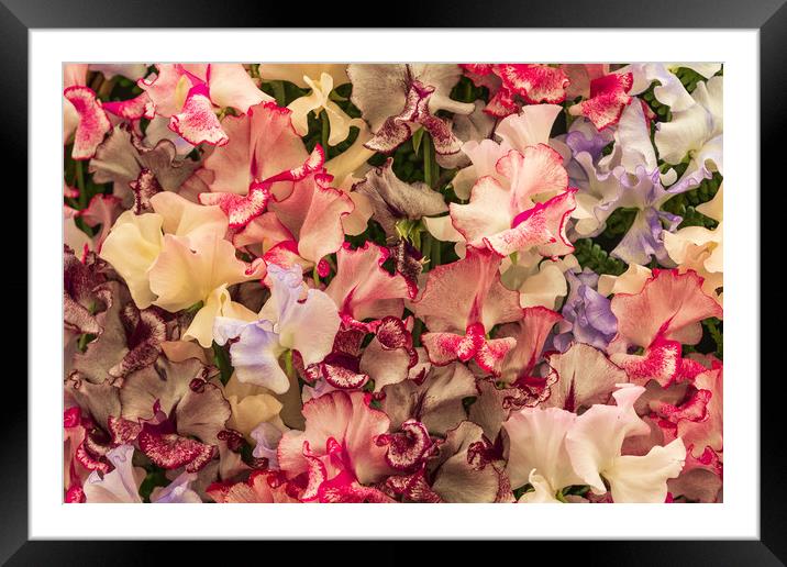  Sweet pea (Harlequin)     Framed Mounted Print by chris smith