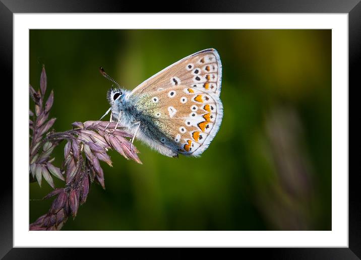 common blue butterfly                  Framed Mounted Print by chris smith