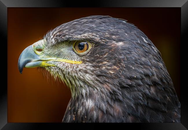 Grey buzzard eagle  Framed Print by chris smith