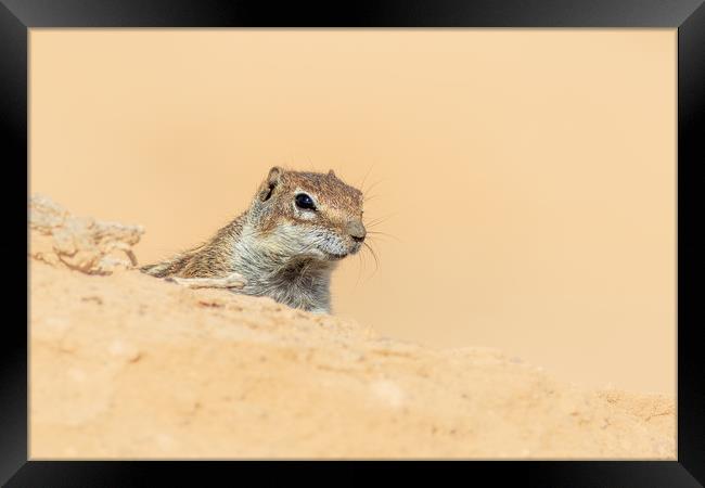  Barbary ground squirrel  Framed Print by chris smith