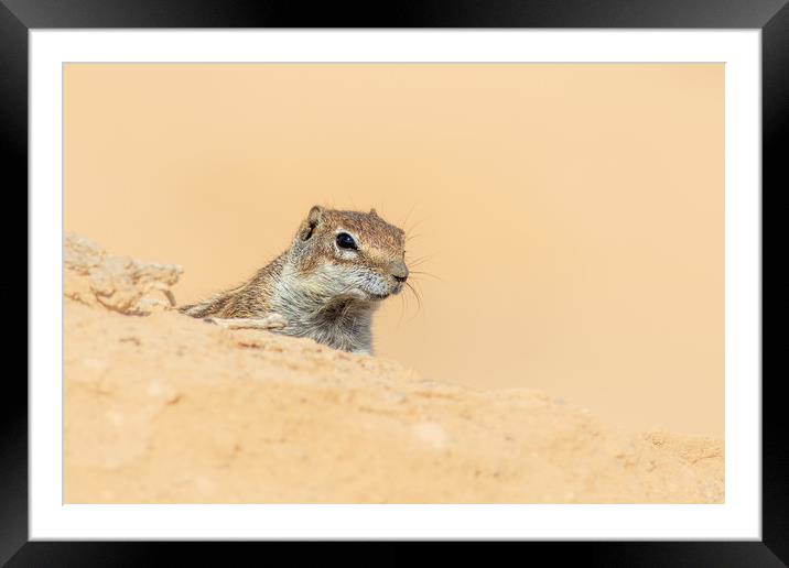  Barbary ground squirrel  Framed Mounted Print by chris smith