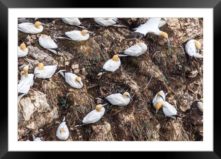 Gannets nesting  Framed Mounted Print by chris smith