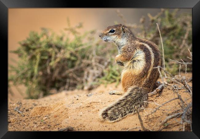  Barbary ground squirrel  Framed Print by chris smith