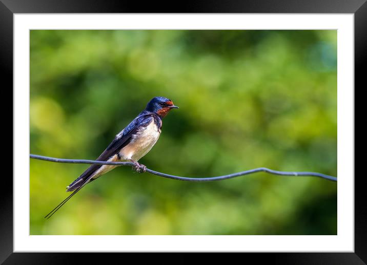 Swallow  (Hirundo rustica)    Framed Mounted Print by chris smith