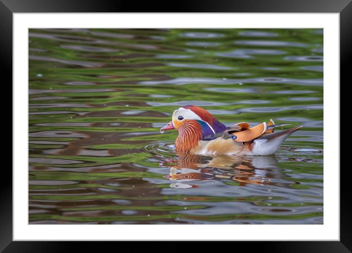 Mandarin duck     Framed Mounted Print by chris smith