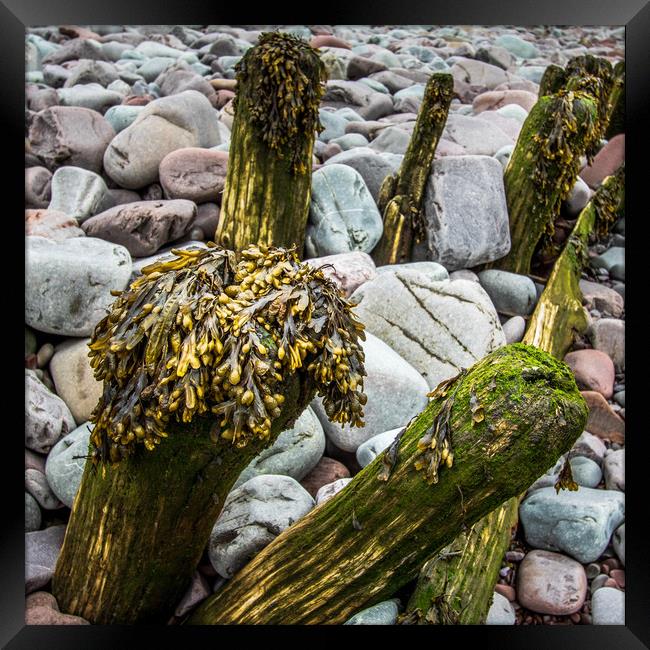 wooden groynes with seaweed     Framed Print by chris smith