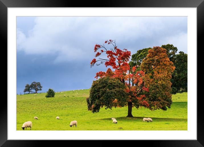 Autumn sheep  Framed Mounted Print by chris smith