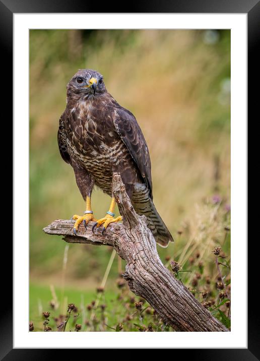 Buzzard (Buteo buteo)  Framed Mounted Print by chris smith