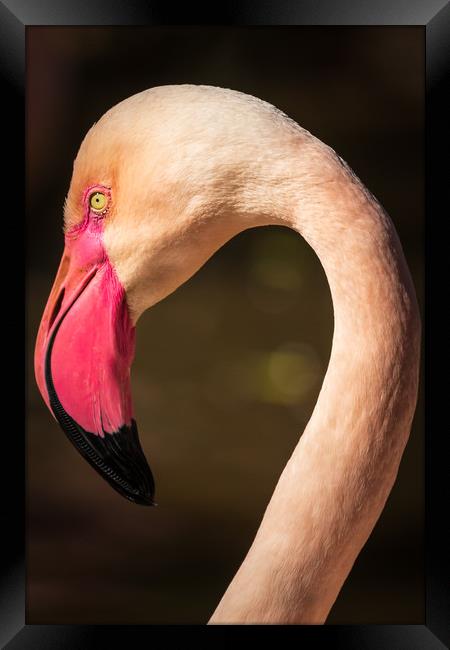Flamingo                        Framed Print by chris smith