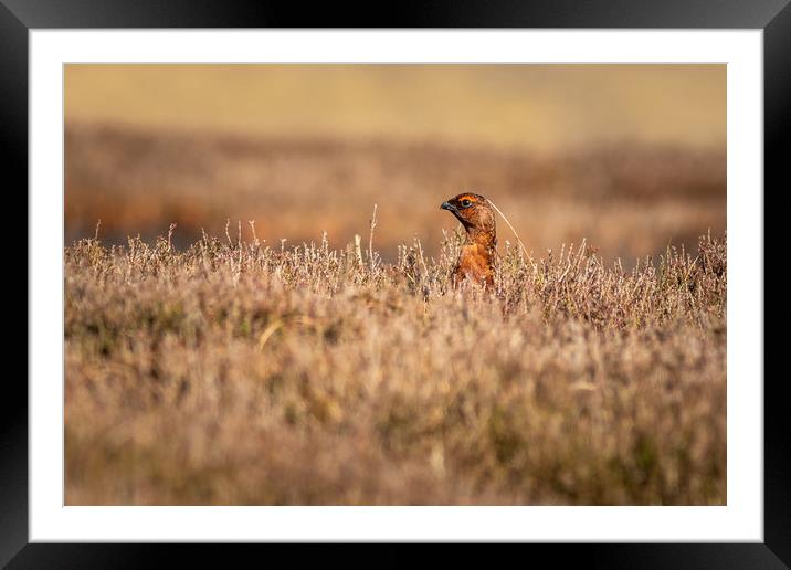 Red grouse  (Lagopus lagopus)           Framed Mounted Print by chris smith