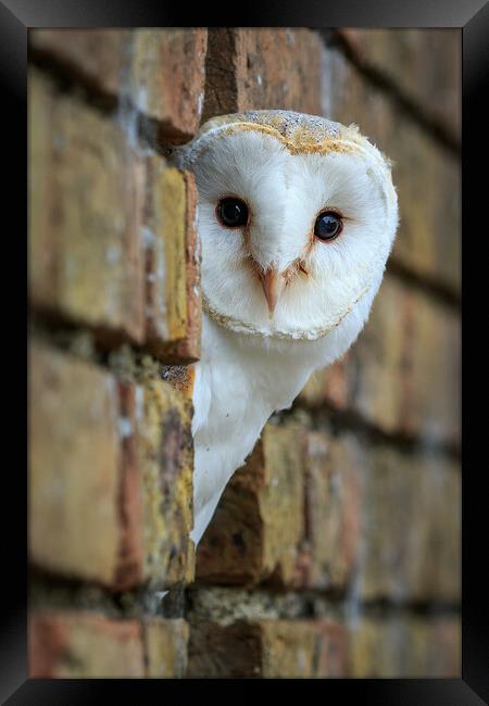 Barn Owl (tyto alba) Framed Print by chris smith