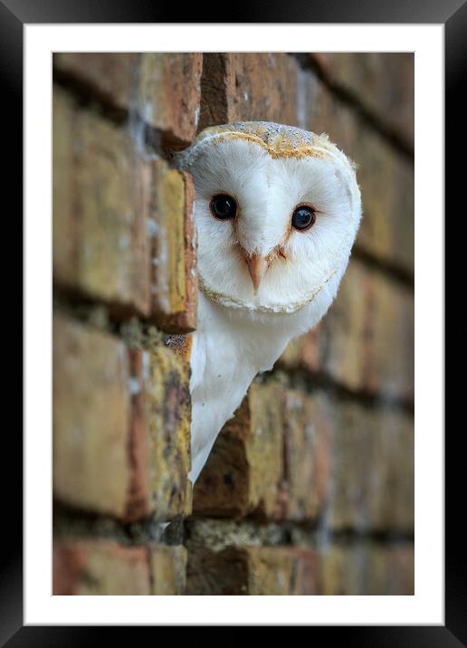 Barn Owl (tyto alba) Framed Mounted Print by chris smith