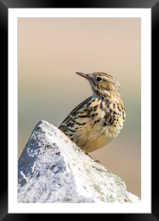 Meadow Pipit  Framed Mounted Print by chris smith