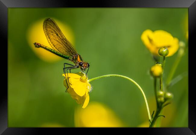 Banded Demoiselle Framed Print by chris smith