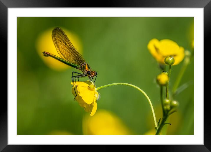 Banded Demoiselle Framed Mounted Print by chris smith