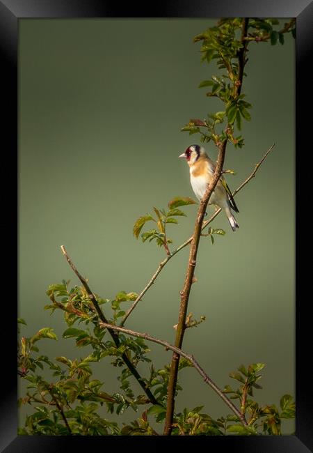 Goldfinch Framed Print by chris smith