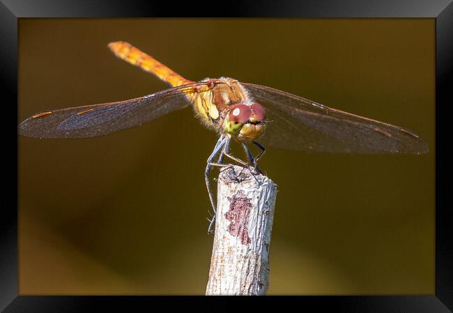 Dragenfly Framed Print by chris smith