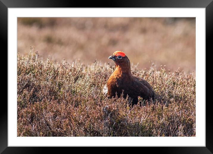 Red grouse  (Lagopus lagopus) Framed Mounted Print by chris smith