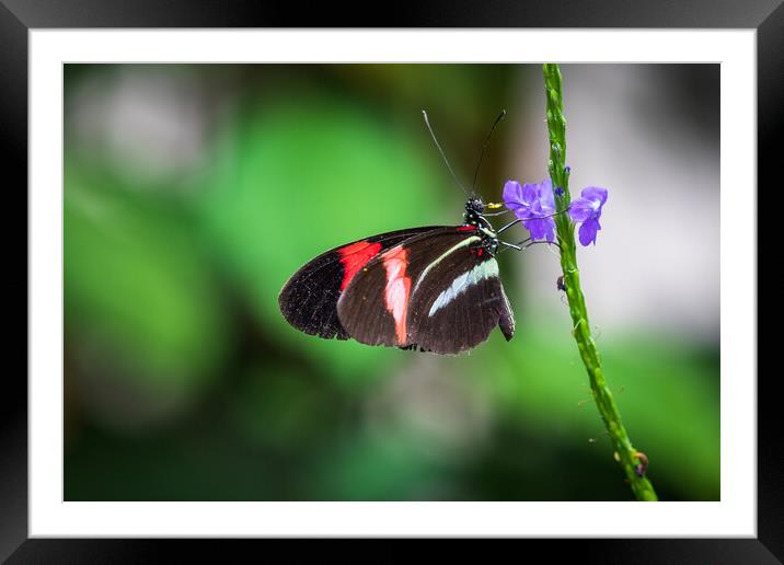 Postman butterfly  Framed Mounted Print by chris smith
