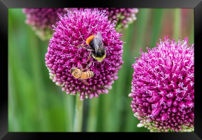 Allium (sphaerocephalon)  Framed Print by chris smith