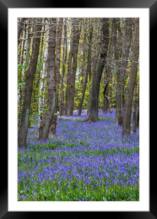 Bluebell (Hyacinthoides non-scripta)  Framed Mounted Print by chris smith