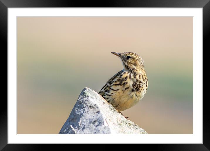 Meadow Pipit  Framed Mounted Print by chris smith