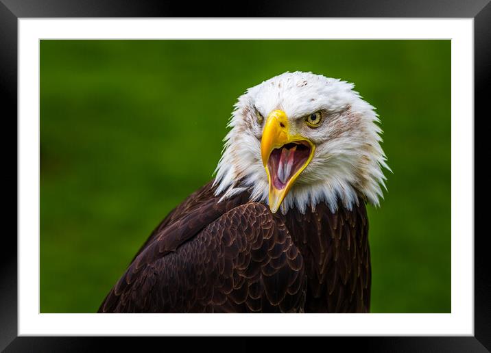 Bald eagle Framed Mounted Print by chris smith