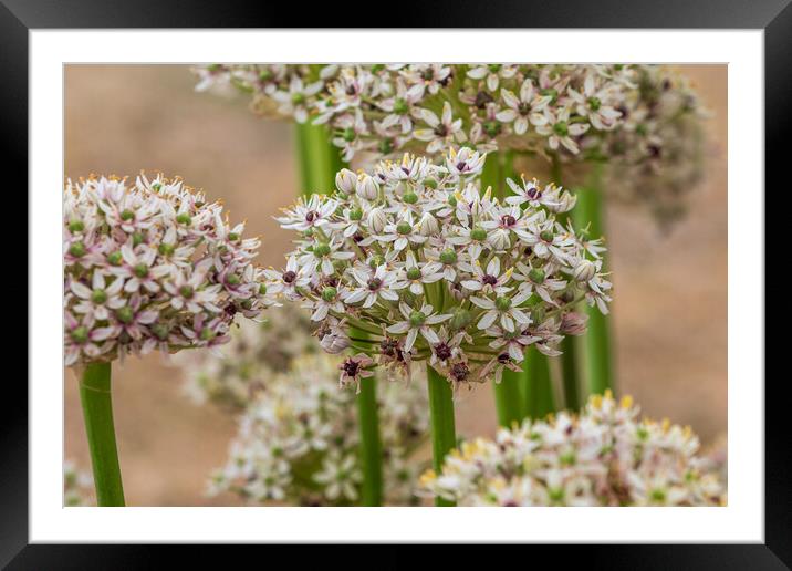 Allium  (silverspring) Framed Mounted Print by chris smith