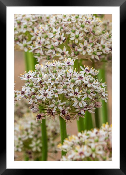 Allium  (silverspring) Framed Mounted Print by chris smith