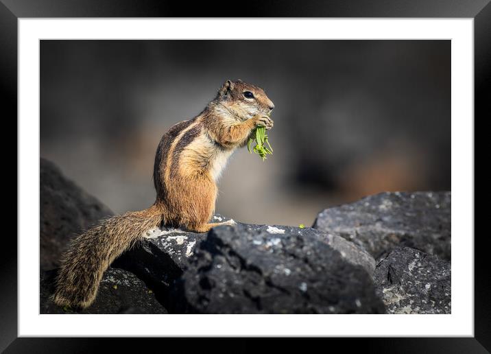 Barbary ground squirrel Framed Mounted Print by chris smith