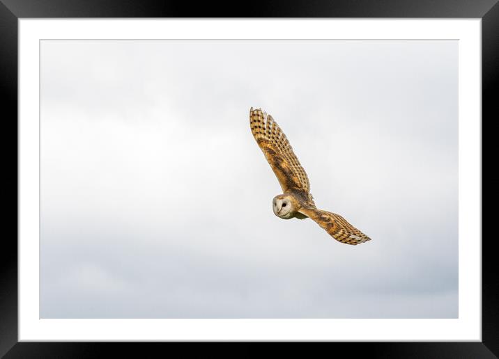 Barn owl Framed Mounted Print by chris smith