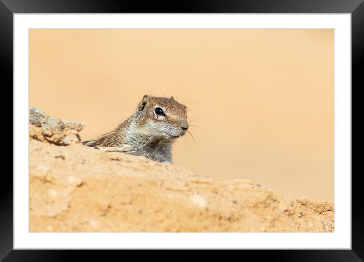 Barbary ground squirrel Framed Mounted Print by chris smith