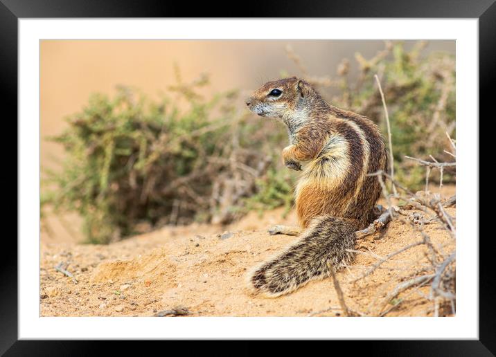  Barbary ground squirrel Framed Mounted Print by chris smith